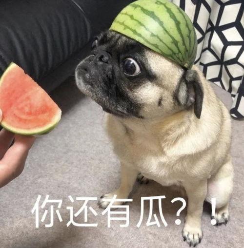 好奇吃瓜表情包,揭秘网络表情包背后的趣味与智慧