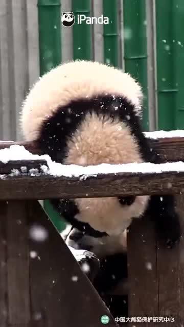 吃瓜小熊滑雪,吃瓜小熊的滑雪奇遇记