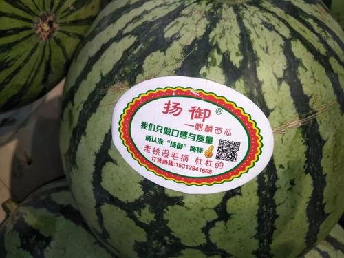 关于吃瓜主题,揭秘吃瓜群众的趣味生活