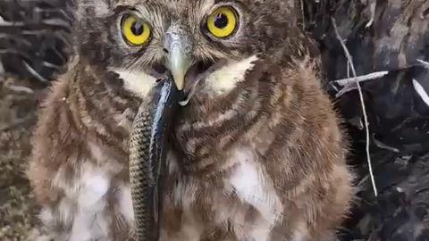 猫头鹰吃瓜,猫头鹰的“瓜”界探险记