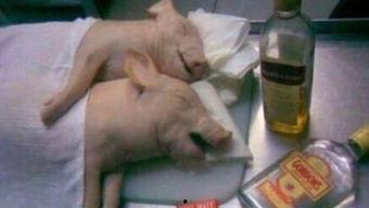 母猪呢吃瓜吗,揭秘它们是否吃瓜之谜