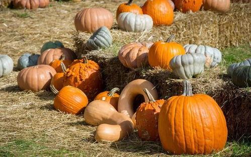 果敢吃瓜,揭秘娱乐圈幕后真相