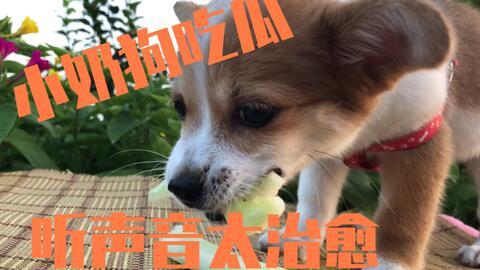 小狗可以吃瓜么,狗狗能否享用夏日清凉瓜果？