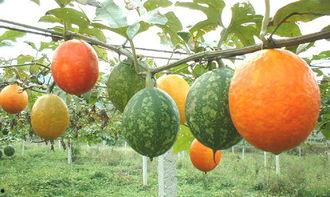 吊瓜能吃吗？怎么吃,食用方法与营养价值