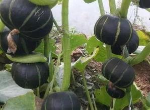 放板栗瓜怎么吃,教你轻松解锁多种食用方法