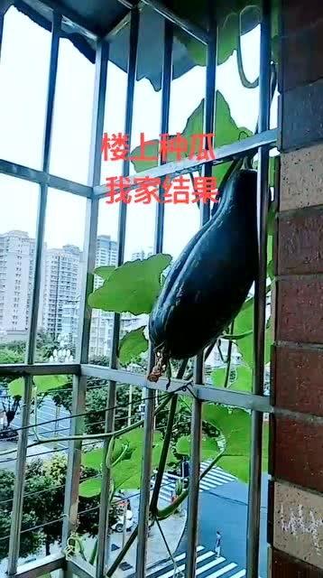 爬护栏吃瓜,揭秘网络热点的背后故事