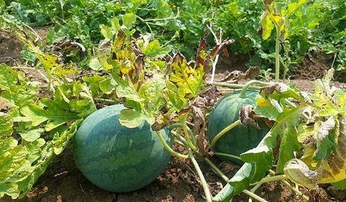 吃瓜的真实吗,是娱乐还是谣言？