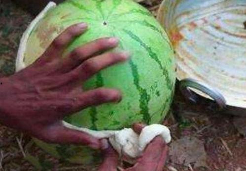 西瓜吃瓤其他瓜吃皮呢,不同瓜果的独特食用方式揭秘