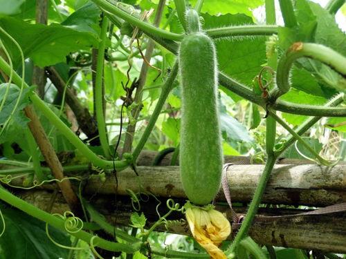 楼顶吃瓜视频大全,揭秘热门视频背后的故事与笑料