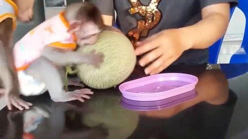 猴吃哈密瓜视频,萌态百出引网友热议