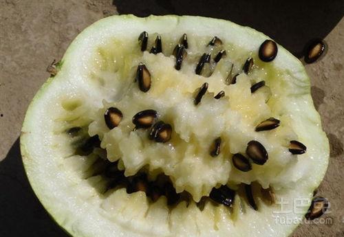 孕妇能否吃籽瓜