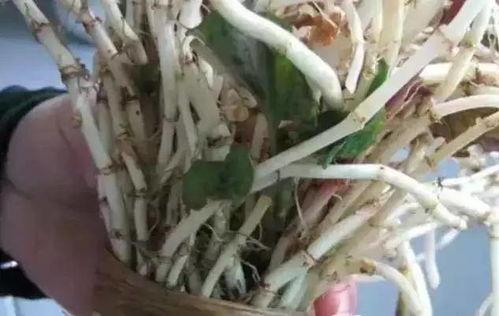 瓜妈吃折耳根,揭秘折耳根的神奇魅力