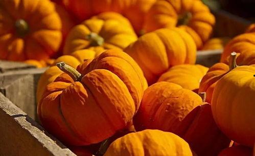 暴力吃瓜的食物,暴力吃瓜者的美食探索之旅