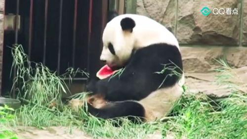 胖胖的吃瓜群众,揭秘娱乐圈幕后故事