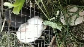 表白之吃瓜3,一场别开生面的表白盛宴