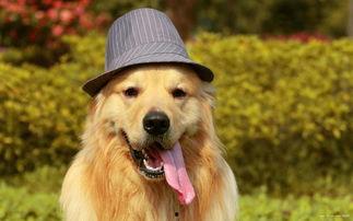 金毛可以吃玫龙瓜吗,金毛犬能否享用美味玫龙瓜？营养分析揭秘