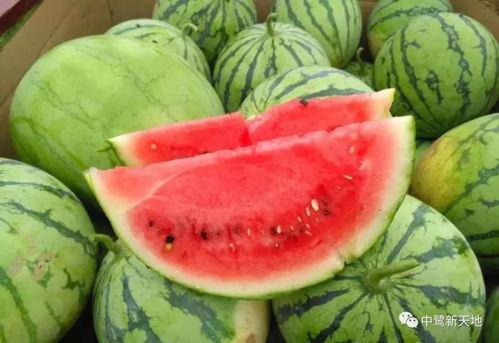 《瓜瓜吃瓜》主题,揭秘娱乐圈的甜蜜与苦涩