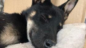 狗狗吃脆瓜,美味与健康的完美结合